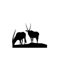 Oryxantilopen