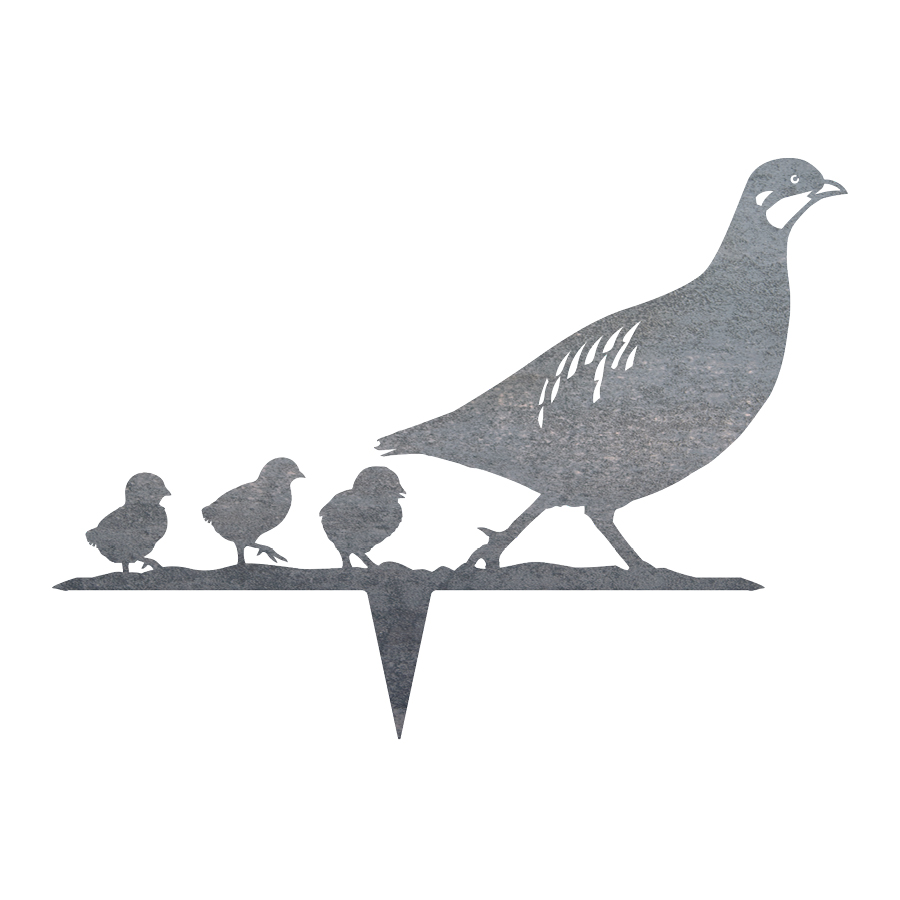 Rebhuhn Henne / Kette