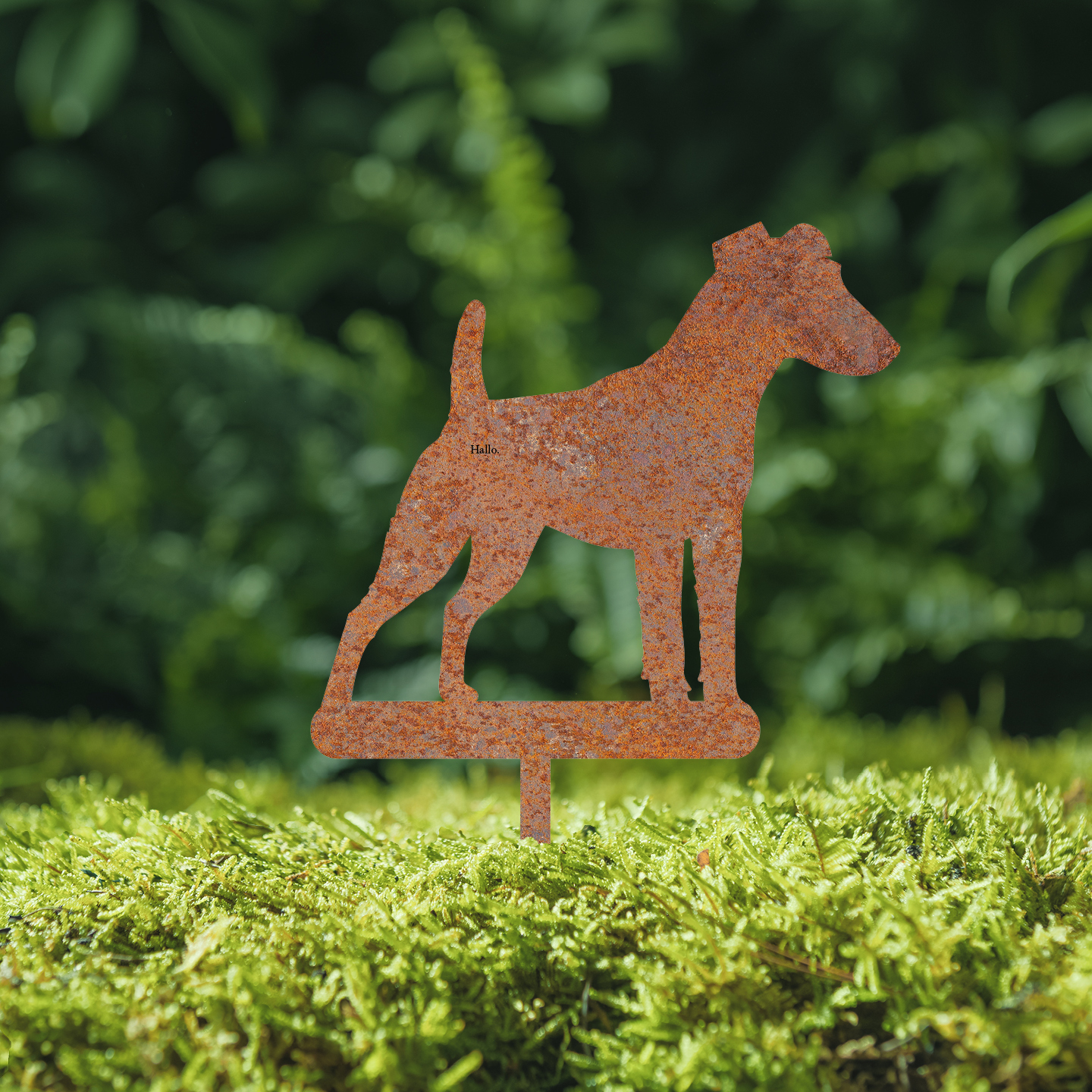 Fox Terrier Kurzhaar